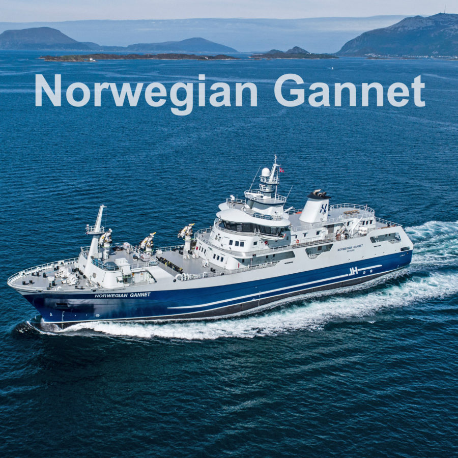 Norwegian Gannet